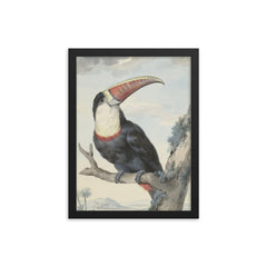 Red-billed Toucan by Aert Schouman, 1748 framed print on a plain backdrop in size 12"x16".