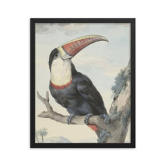 Red-billed Toucan by Aert Schouman, 1748 framed print on a plain backdrop in size 16"x20".