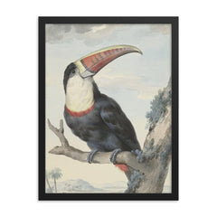 Red-billed Toucan by Aert Schouman, 1748 framed print on a plain backdrop in size 18"x24".