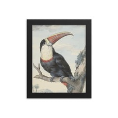 Red-billed Toucan by Aert Schouman, 1748 framed print on a plain backdrop in size 8"x10".