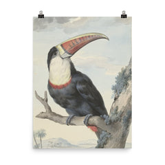 Red-billed Toucan by Aert Schouman, 1748 poster on a plain backdrop in size 8"x10".