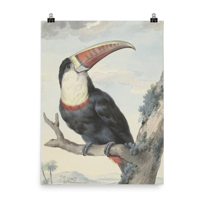 Red-billed Toucan by Aert Schouman, 1748 poster on a plain backdrop in size 8