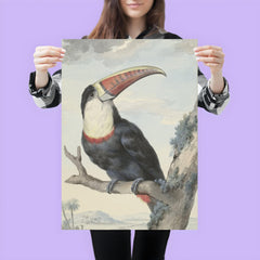 Red-billed Toucan by Aert Schouman, 1748 poster 3