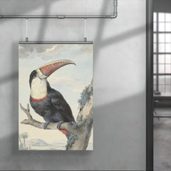 Red-billed Toucan by Aert Schouman, 1748 poster 4