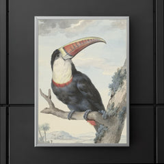 Red-billed Toucan by Aert Schouman, 1748 poster 5