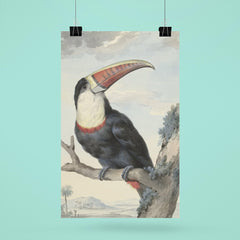 Red-billed Toucan by Aert Schouman, 1748 poster 6