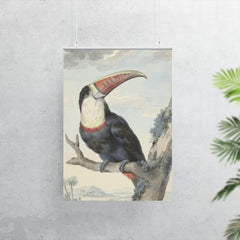 Red-billed Toucan by Aert Schouman, 1748 poster 7