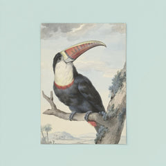 Red-billed Toucan by Aert Schouman, 1748 poster 8