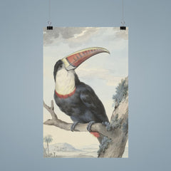 Red-billed Toucan by Aert Schouman, 1748 poster 9