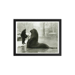 Roland the Elephant Seal Getting a Snow Bath at Berlin Zoo, 1930 framed print on a plain backdrop in size 12"x16".