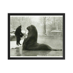 Roland the Elephant Seal Getting a Snow Bath at Berlin Zoo, 1930 framed print on a plain backdrop in size 16"x20".