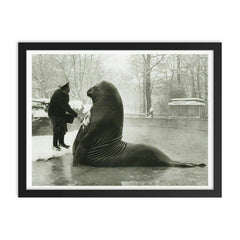 Roland the Elephant Seal Getting a Snow Bath at Berlin Zoo, 1930 framed print on a plain backdrop in size 18"x24".