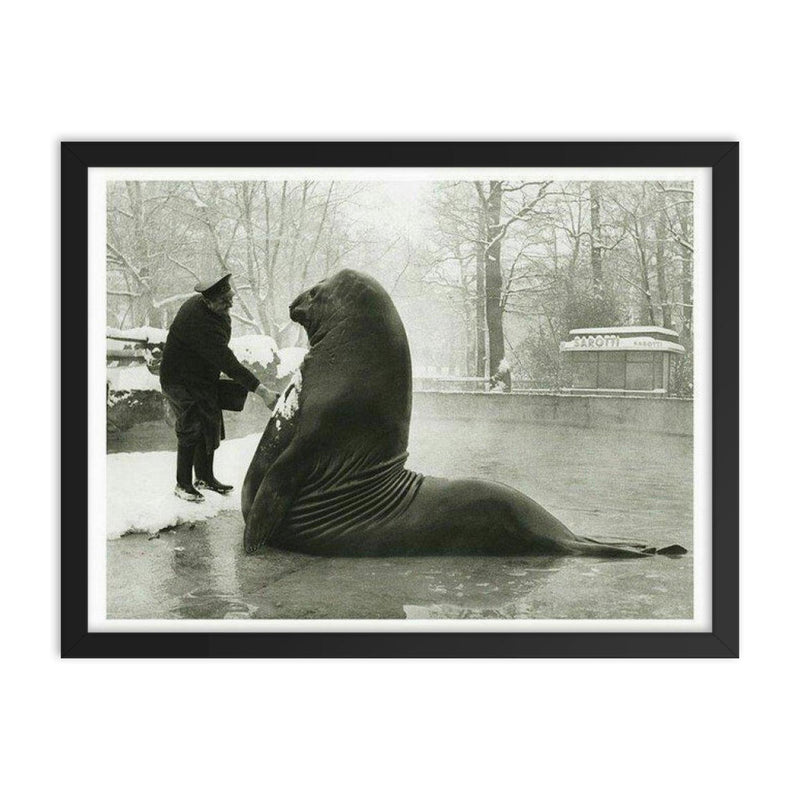 Roland the Elephant Seal Getting a Snow Bath at Berlin Zoo, 1930 framed print on a plain backdrop in size 18