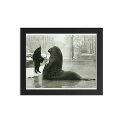 Roland the Elephant Seal Getting a Snow Bath at Berlin Zoo, 1930 framed print on a plain backdrop in size 8"x10".
