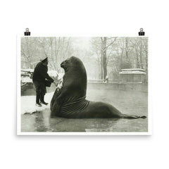 Roland the Elephant Seal Getting a Snow Bath at Berlin Zoo, 1930 poster on a plain backdrop in size 8"x10".