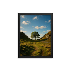 Sycamore Gap Hadrian's Wall England framed print on a plain backdrop in size 12"x16".