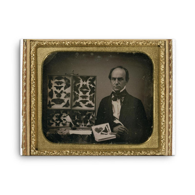 The Butterfly Collector, 1850s canvas print on a plain backdrop in size 18