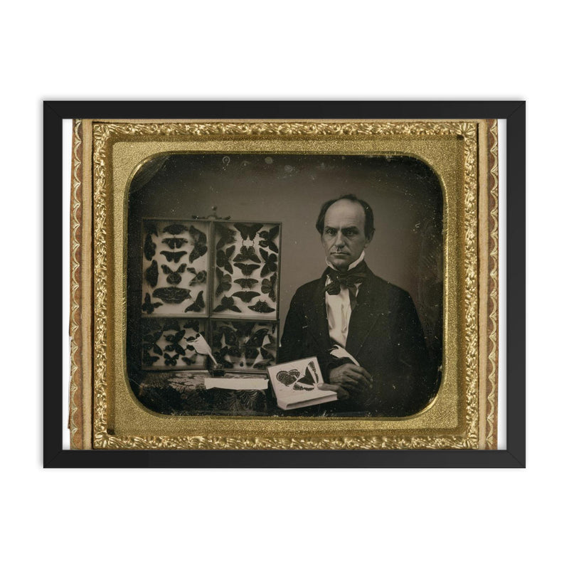 The Butterfly Collector, 1850s framed print on a plain backdrop in size 18