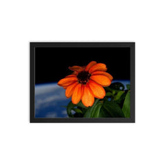The first flower ever grown in space framed print on a plain backdrop in size 12"x16".
