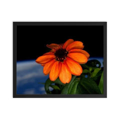 The first flower ever grown in space framed print on a plain backdrop in size 16"x20".