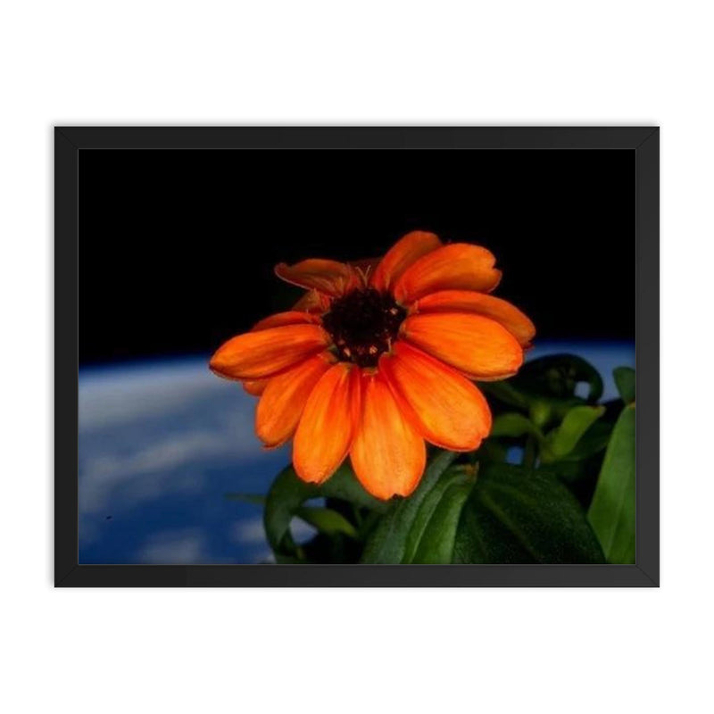 The first flower ever grown in space framed print on a plain backdrop in size 18