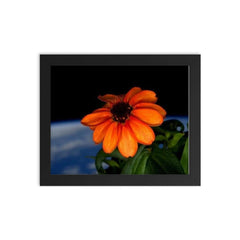 The first flower ever grown in space framed print on a plain backdrop in size 8"x10".