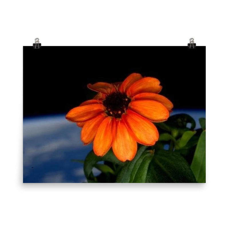 The first flower ever grown in space poster on a plain backdrop in size 8