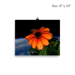 The first flower ever grown in space poster 4