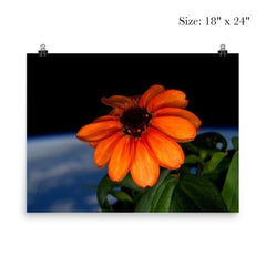 The first flower ever grown in space poster 5