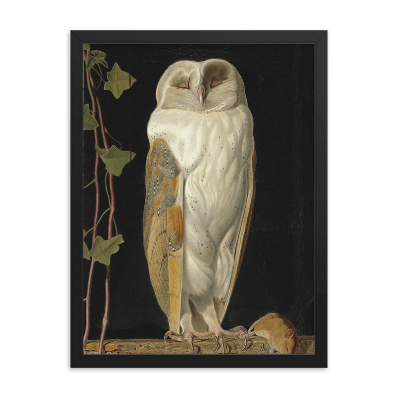 The White Owl by William James Webbe, 1856 framed print on a plain backdrop in size 18