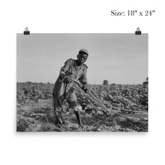 Thirteen-year old sharecropper boy near Americus, Georgia by Dorothea Lange poster 5