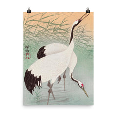 Two Cranes by Ohara Koson poster on a plain backdrop in size 8"x10".