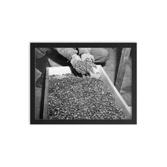 Wedding Rings of Holocaust Victims, 1945 framed print on a plain backdrop in size 12"x16".