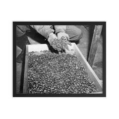 Wedding Rings of Holocaust Victims, 1945 framed print on a plain backdrop in size 16"x20".