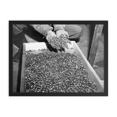 Wedding Rings of Holocaust Victims, 1945 framed print on a plain backdrop in size 18"x24".