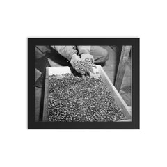 Wedding Rings of Holocaust Victims, 1945 framed print on a plain backdrop in size 8"x10".
