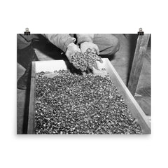 Wedding Rings of Holocaust Victims, 1945 poster on a plain backdrop in size 8"x10".