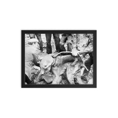 Well Preserved Baby Woolly Mammoth Calf Named Dima, 1977 framed print on a plain backdrop in size 12"x16".