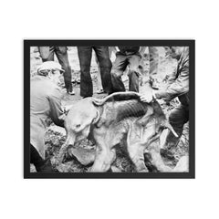Well Preserved Baby Woolly Mammoth Calf Named Dima, 1977 framed print on a plain backdrop in size 16"x20".