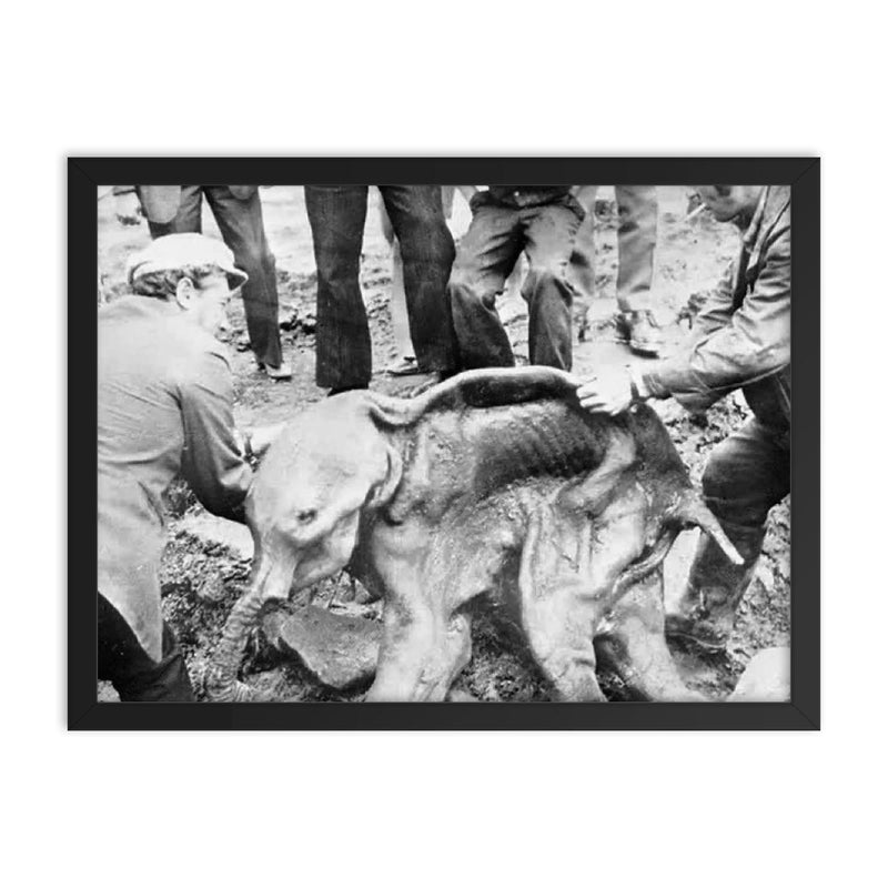 Well Preserved Baby Woolly Mammoth Calf Named Dima, 1977 framed print on a plain backdrop in size 18