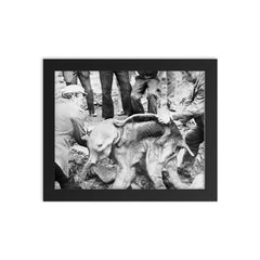 Well Preserved Baby Woolly Mammoth Calf Named Dima, 1977 framed print on a plain backdrop in size 8"x10".