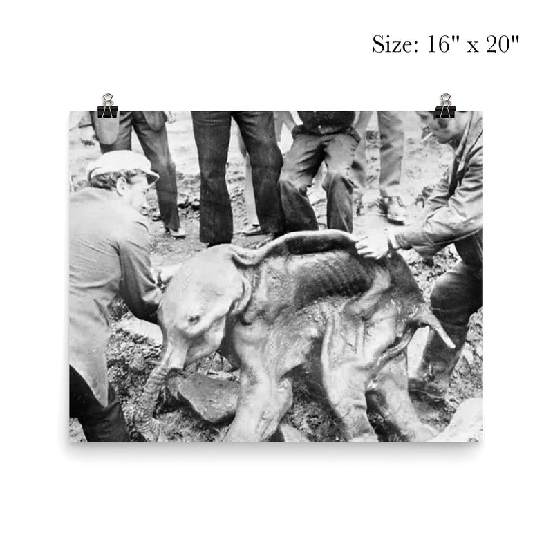 Well Preserved Baby Woolly Mammoth Calf Named Dima, 1977 poster 2