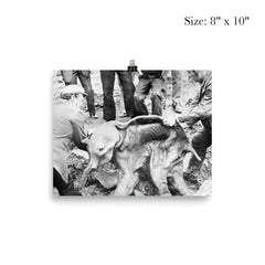 Well Preserved Baby Woolly Mammoth Calf Named Dima, 1977 poster 4