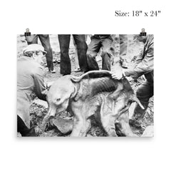 Well Preserved Baby Woolly Mammoth Calf Named Dima, 1977 poster 5
