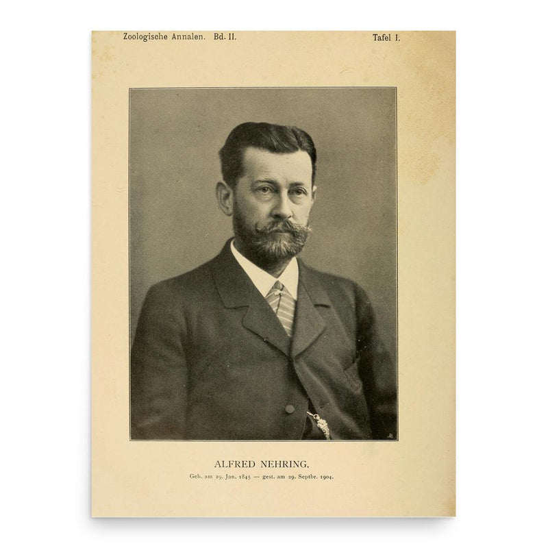 Alfred Nehring poster print, in size 18x24 inches.