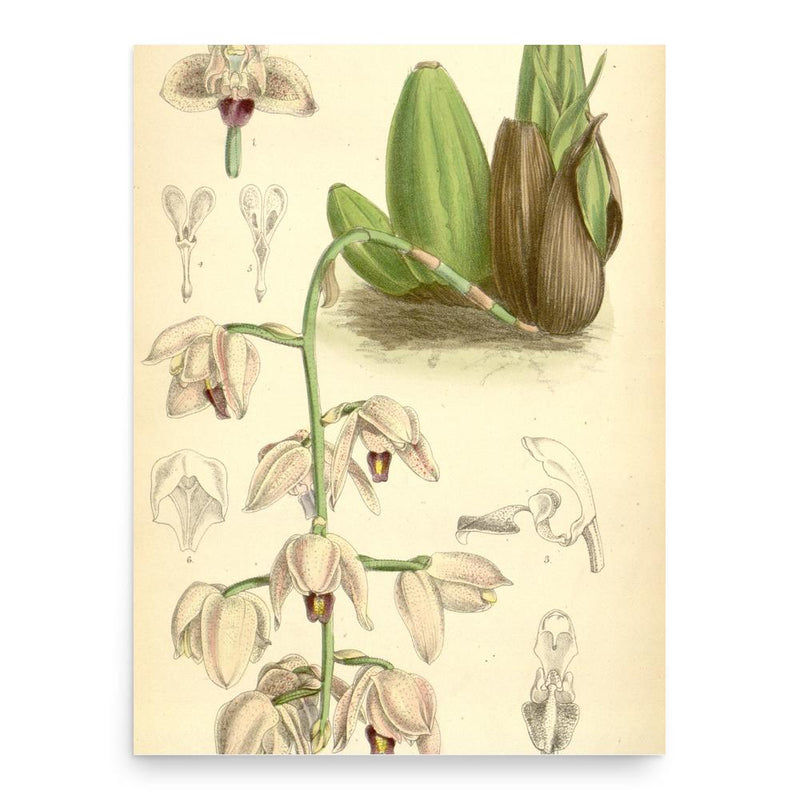 Anne Henslow Barnard poster print, in size 18x24 inches.