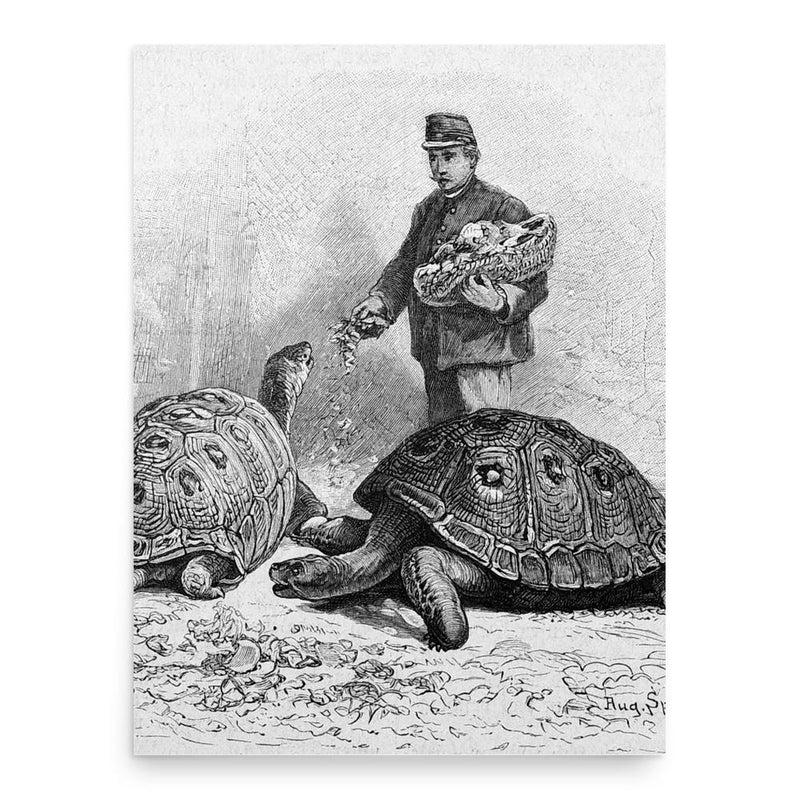 August Specht poster print, in size 18x24 inches.