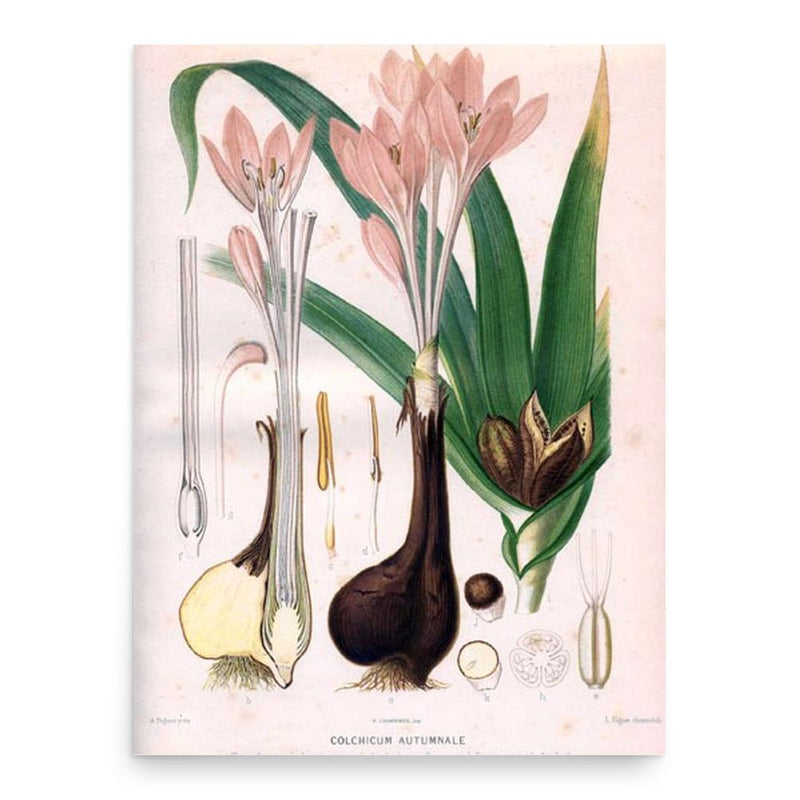 Auguste Faguet poster print, in size 18x24 inches.