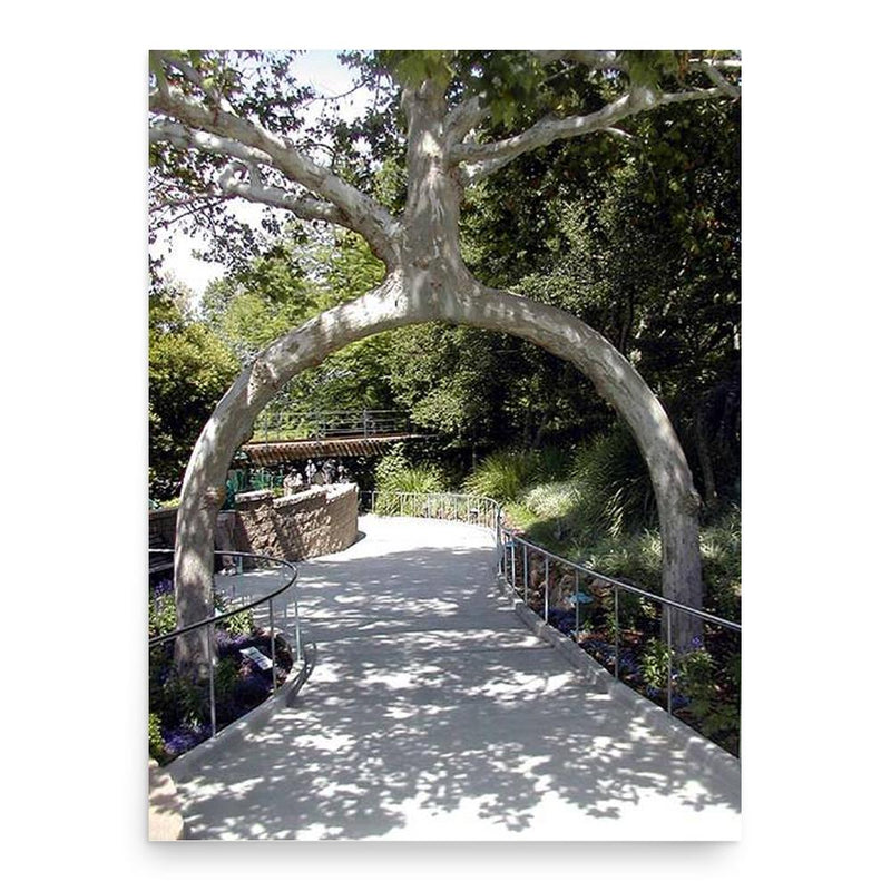 Axel Erlandson poster print, in size 18x24 inches.