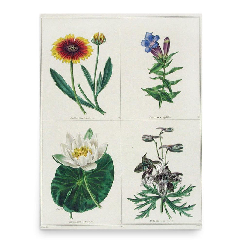 Benjamin Maund poster print, in size 18x24 inches.